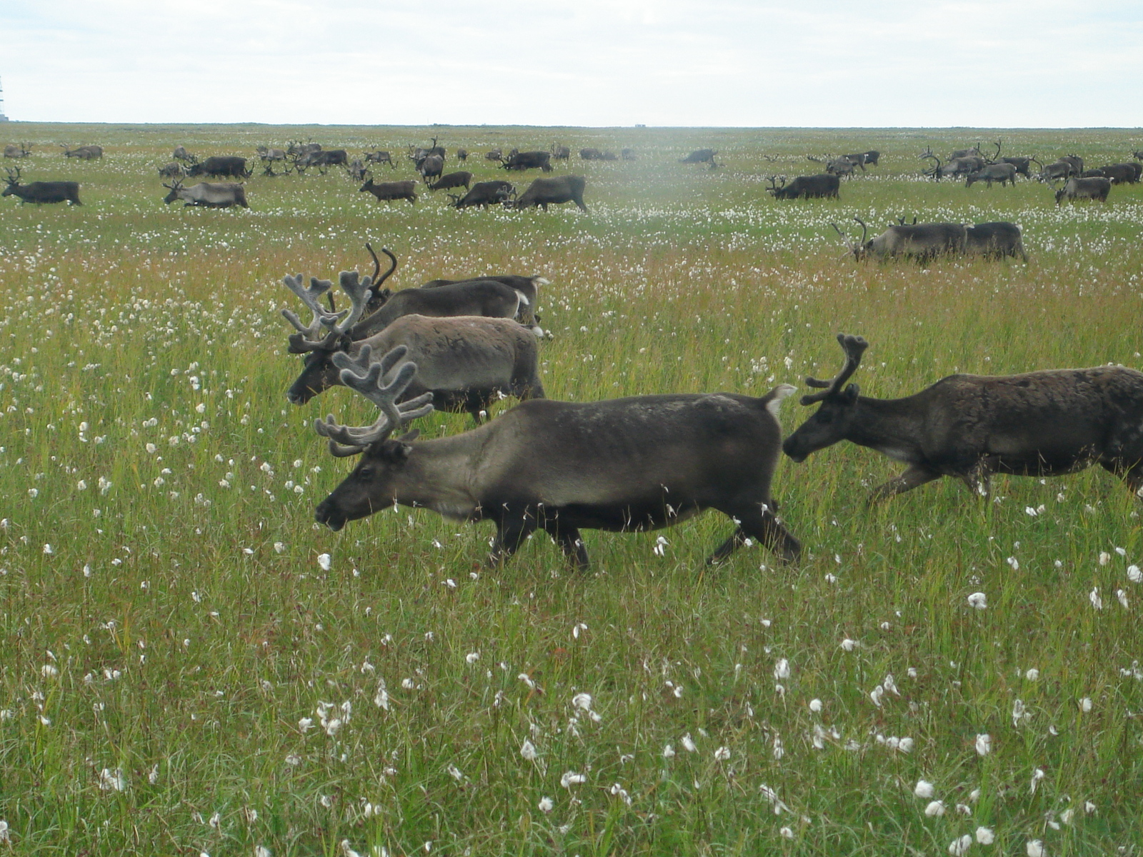 Far North through the eyes of a geologist (AKHTUNG MANY PICTURES) - My, Yamal, Geology, Longpost