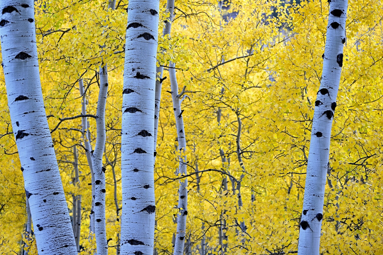 Symbol of Russia. - Russia, The photo, Nature, Birch, Tree, A selection, beauty of nature, Longpost