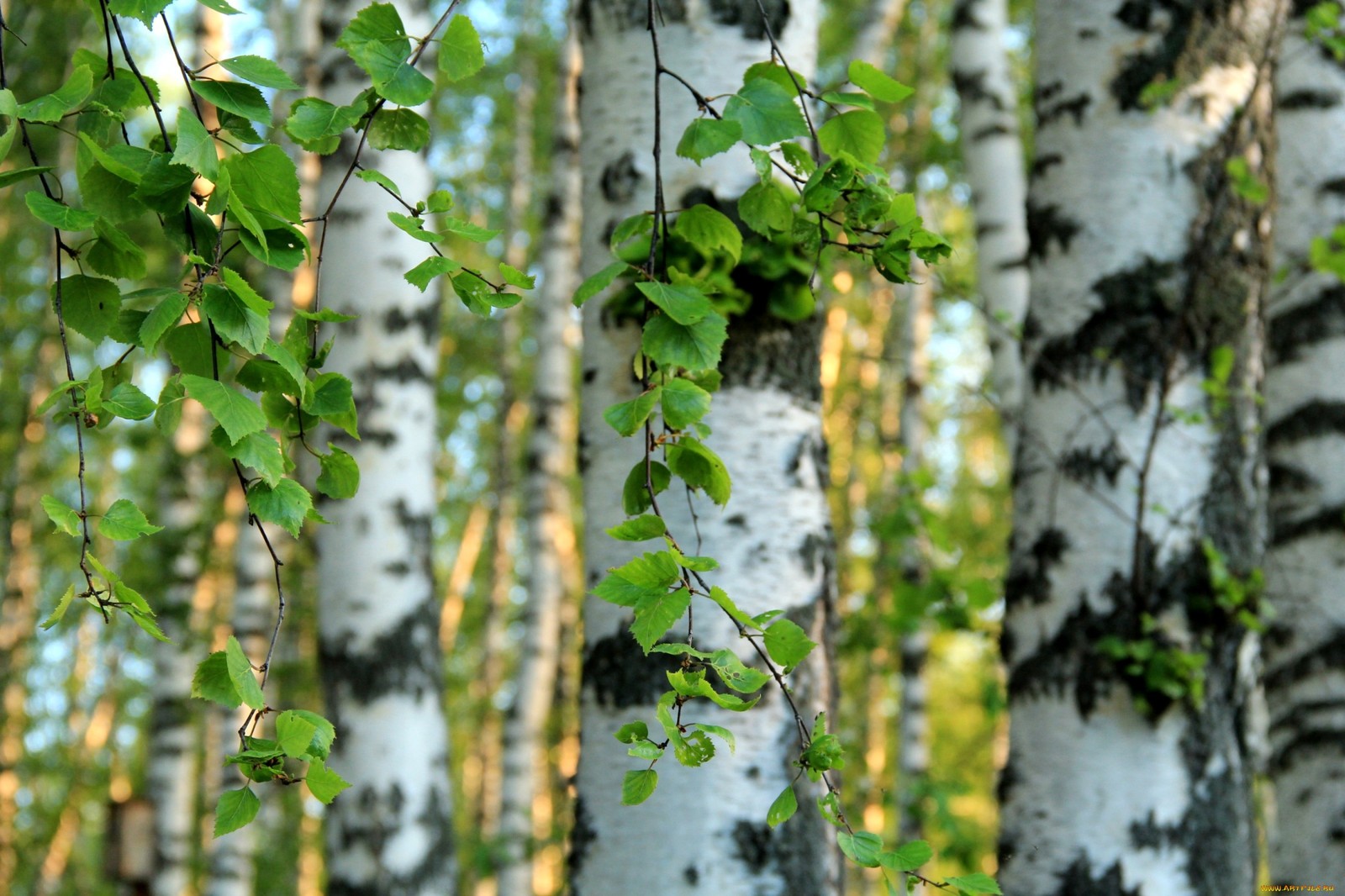 Symbol of Russia. - Russia, The photo, Nature, Birch, Tree, A selection, beauty of nature, Longpost