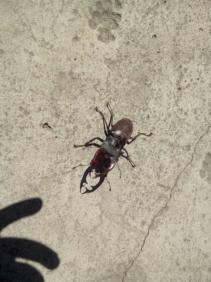 Stag beetle - My, Nature, beauty of nature, Deer Beetle, Longpost