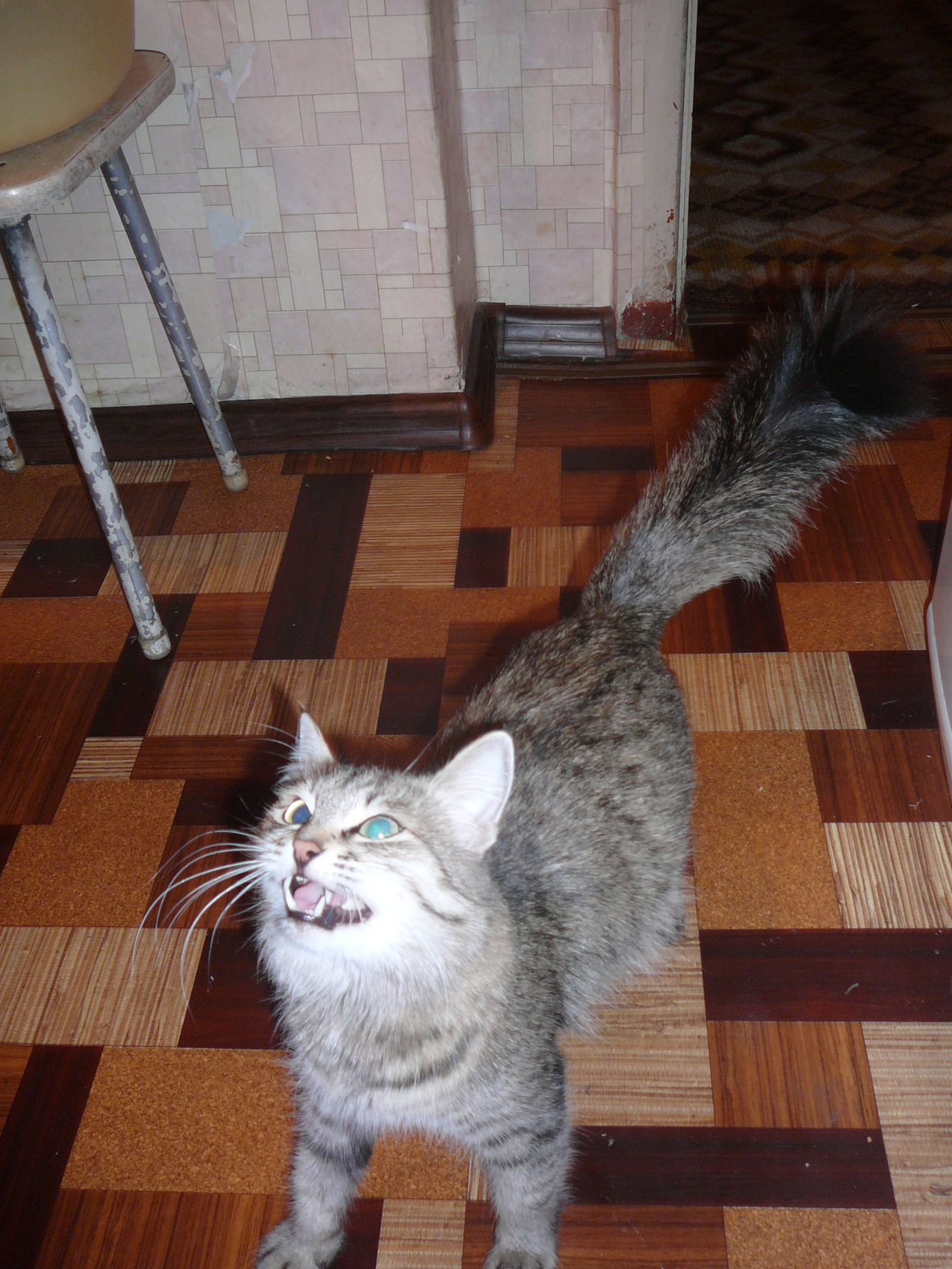 SOS!!! I really need help! Ulyanovsk - My, Ulyanovsk, , Medications, Help, Stroke, Longpost, cat