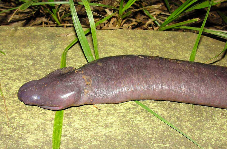 змея мужского пола