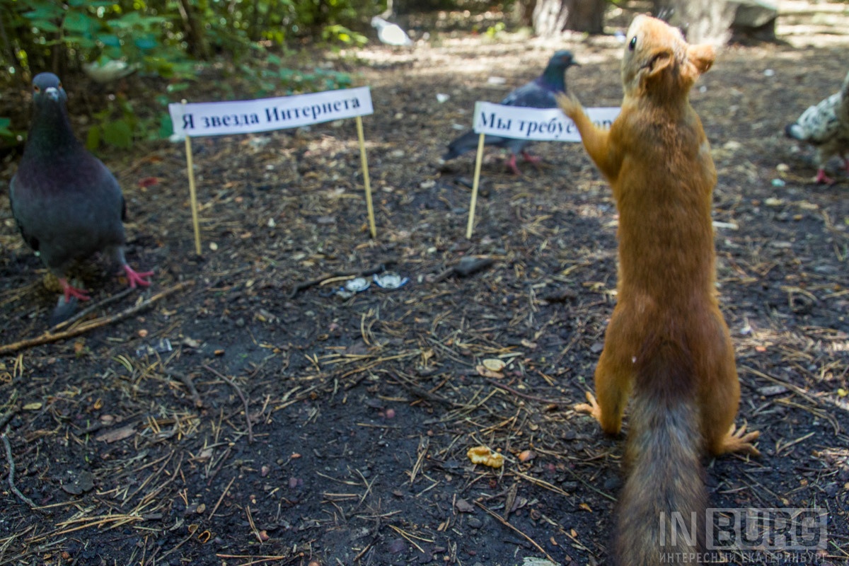 Here we took two Chinese sticks, printed slogans and gave the squirrels ready-made banners - Yekaterinburg, Rally, Squirrel, Longpost