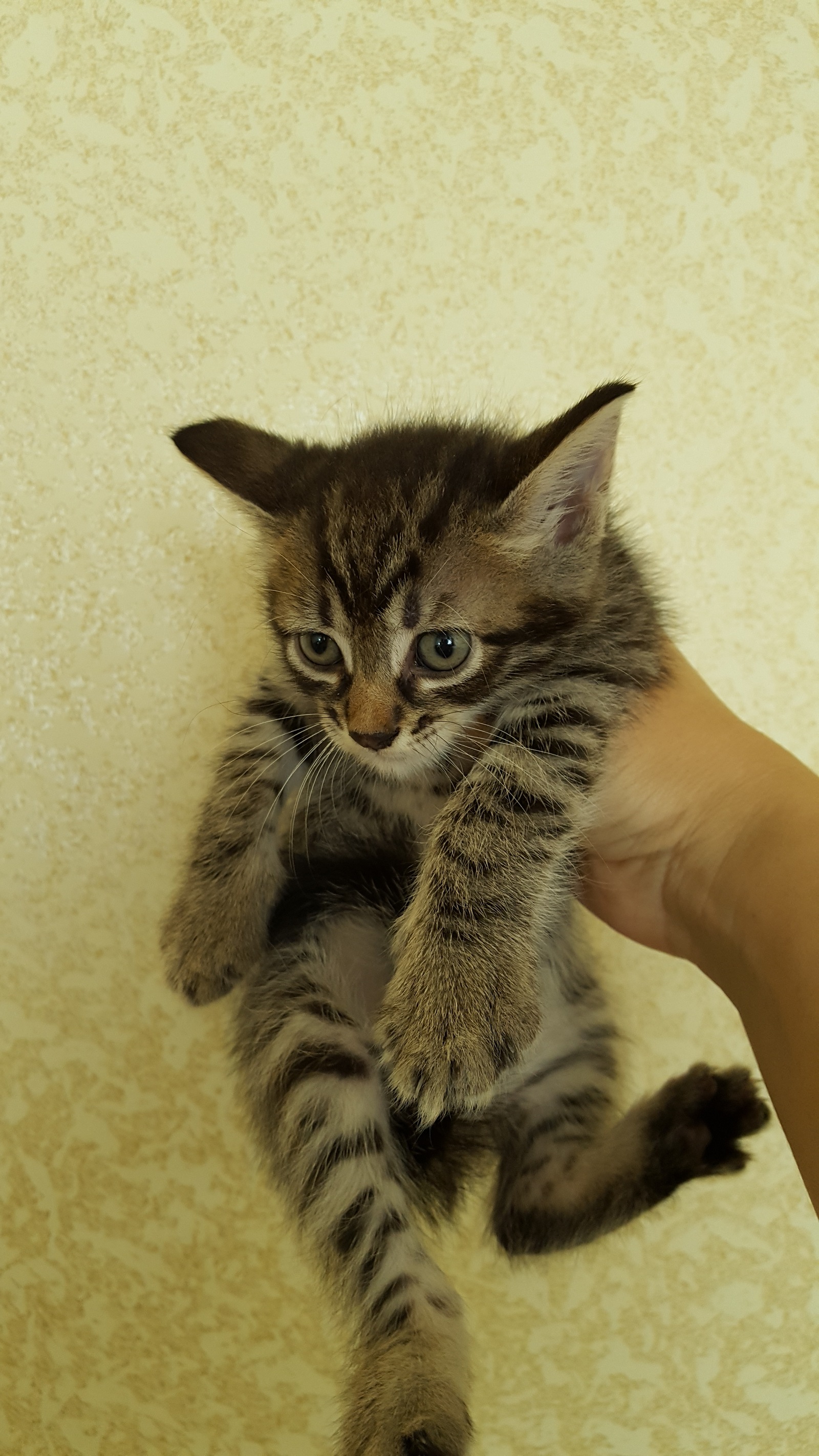 I will give kittens to good hands (Krasnodar) - Cats and kittens, In good hands, Krasnodar, My, Longpost, cat