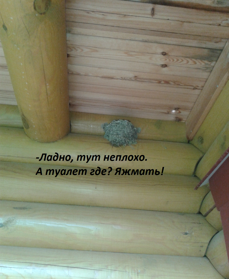 Ласточкино гнездо | Пикабу