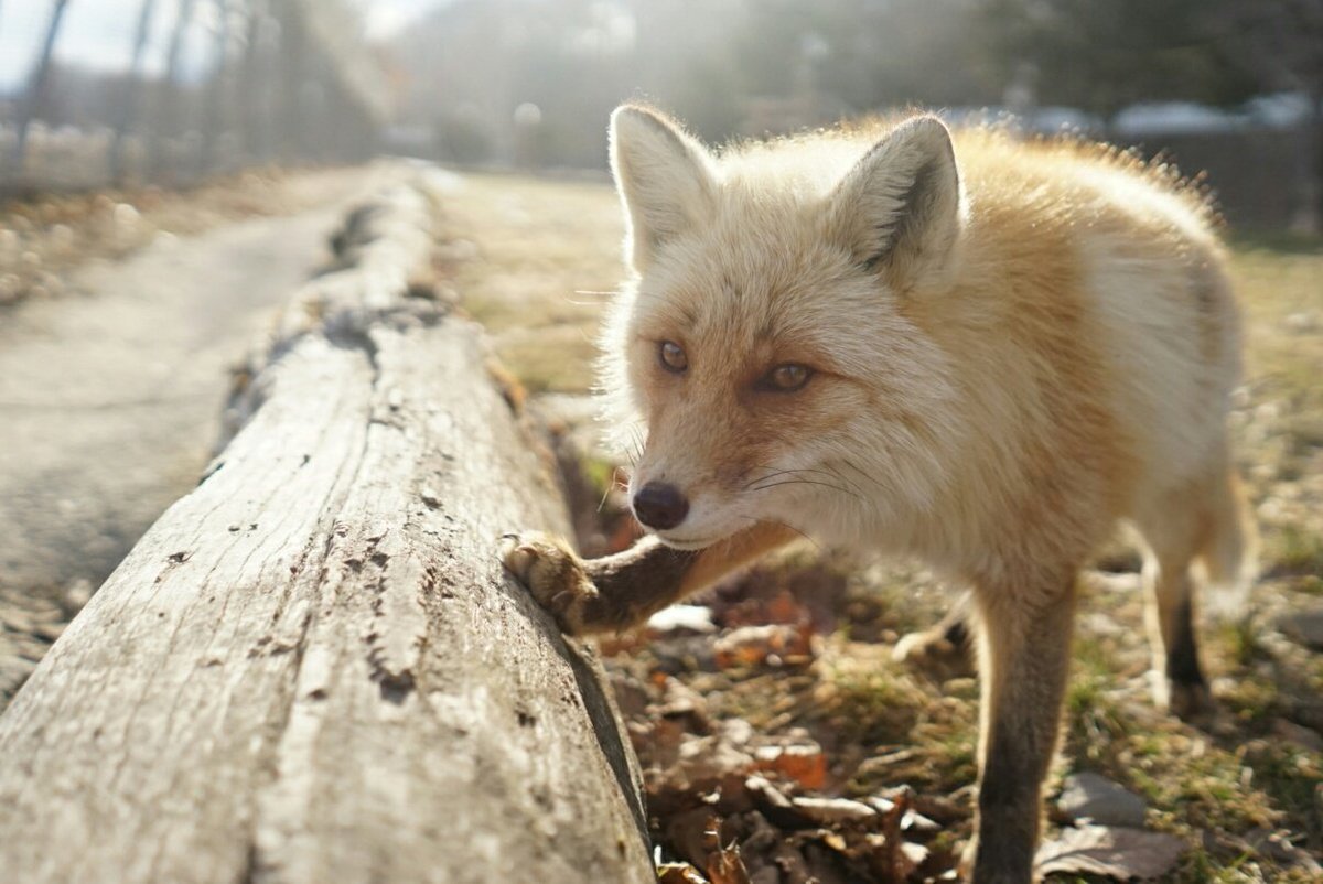 That feeling when it's your log ^.^ - Fox, Fyr, Milota, Log, Animals