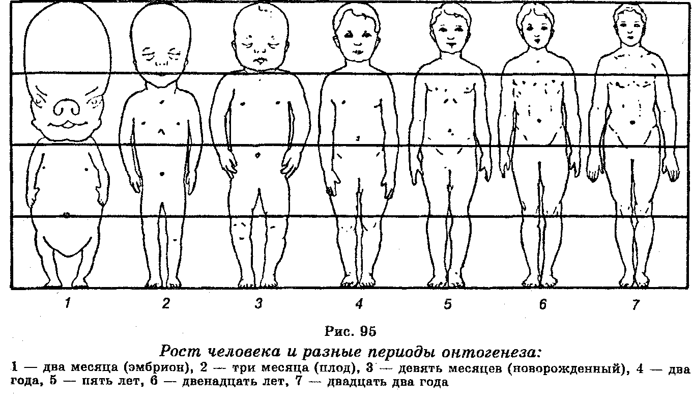 Марсиане среди нас - Человек, Эмбрион, Марсиане, Развитие