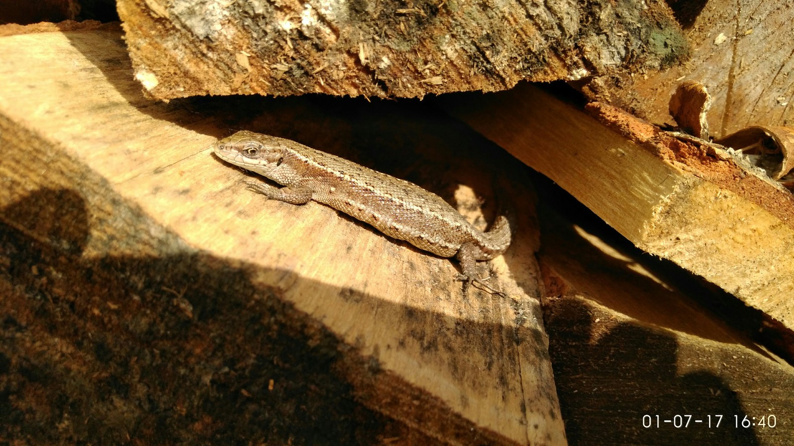 Sun lovers. - My, Lizard, Firewood, The sun