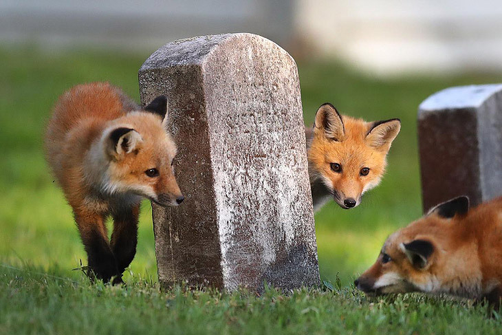 The foxes have found a place... - Fox, Cemetery, Longpost, Fox cubs, The photo, Animals