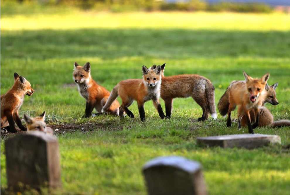 The foxes have found a place... - Fox, Cemetery, Longpost, Fox cubs, The photo, Animals