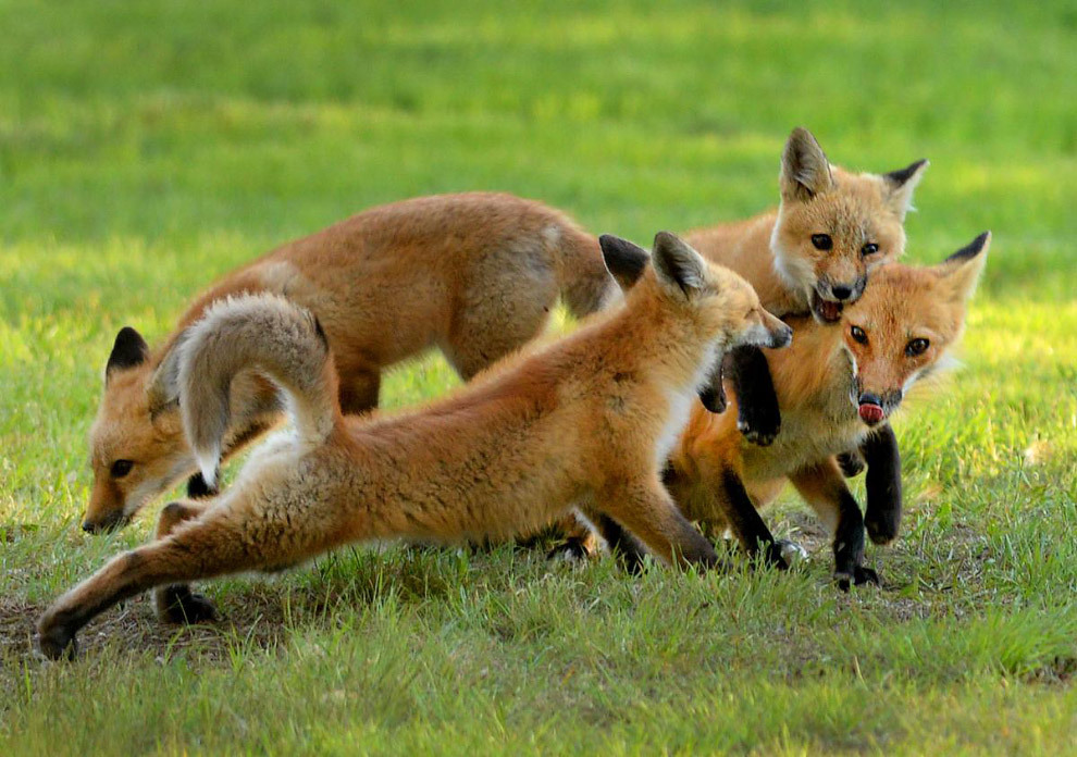 The foxes have found a place... - Fox, Cemetery, Longpost, Fox cubs, The photo, Animals