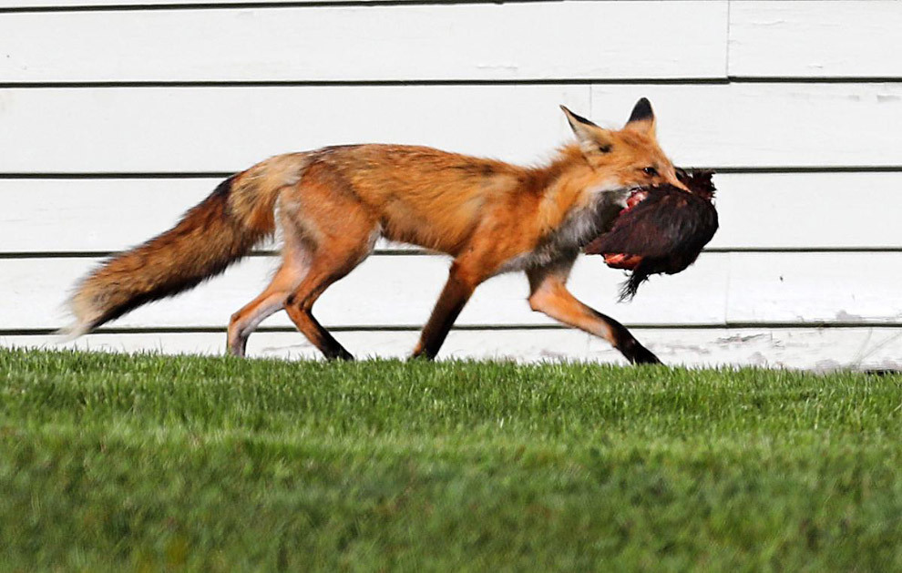 The foxes have found a place... - Fox, Cemetery, Longpost, Fox cubs, The photo, Animals