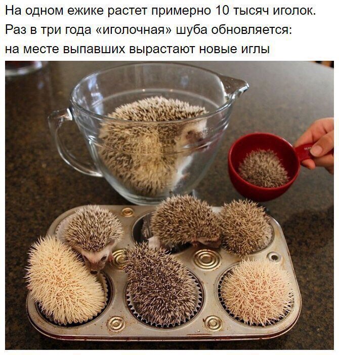 Interesting about hedgehogs - Hedgehog, Interesting, Longpost