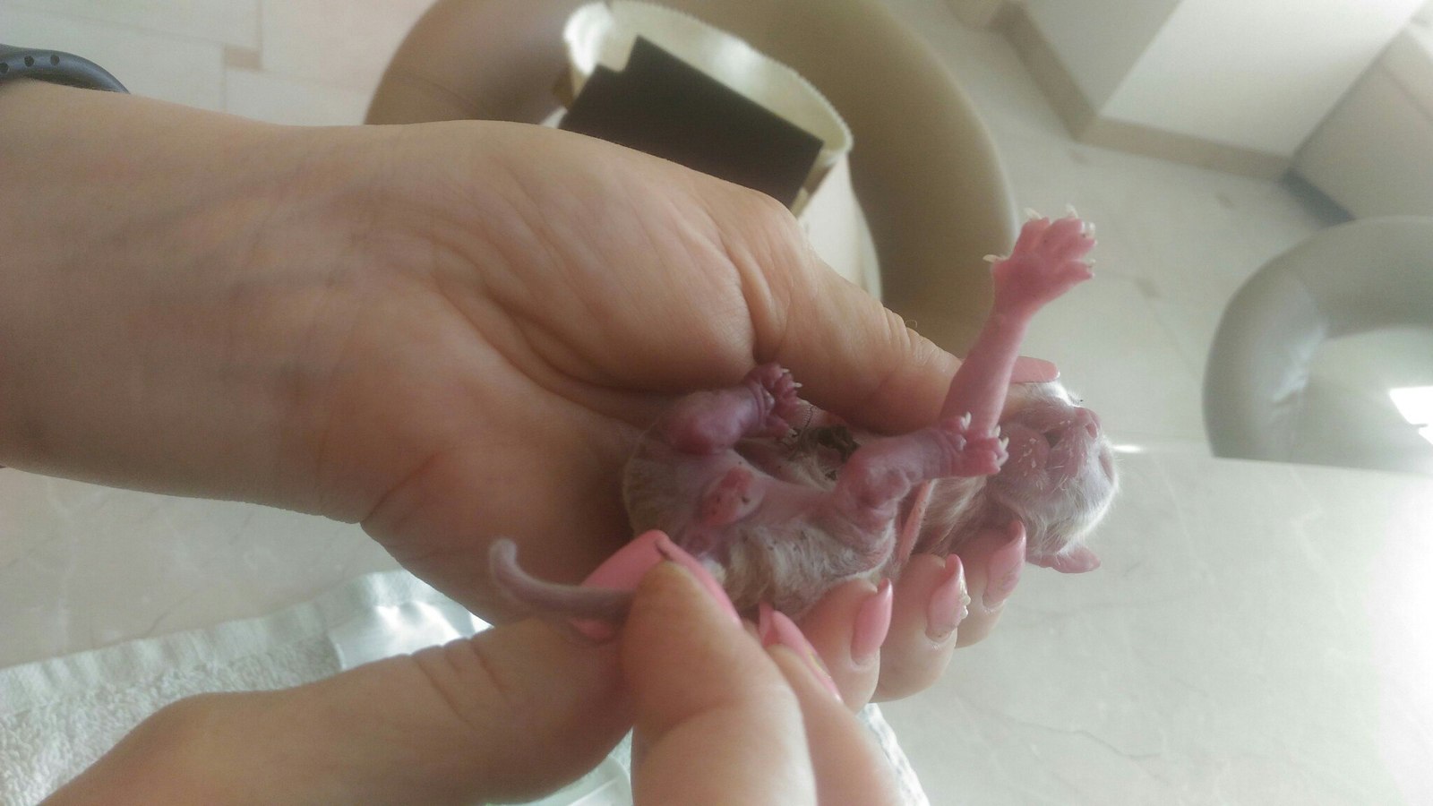 One day old kitten, please advice - My, , Kittens, Diurnal, Help, Longpost, cat