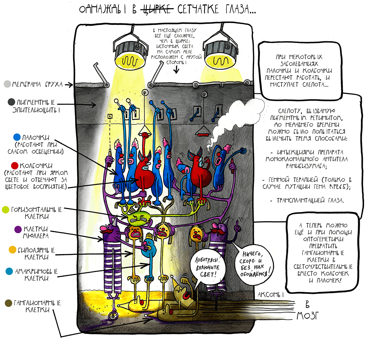 When will the blind see? - My, The science, Biomolecule, Nauchpop, Vision, Interesting, Informative