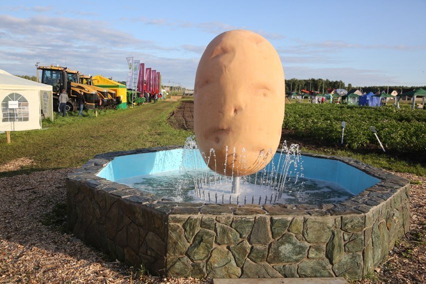 Not by bread alone ... - First post, Potato, Tyumen