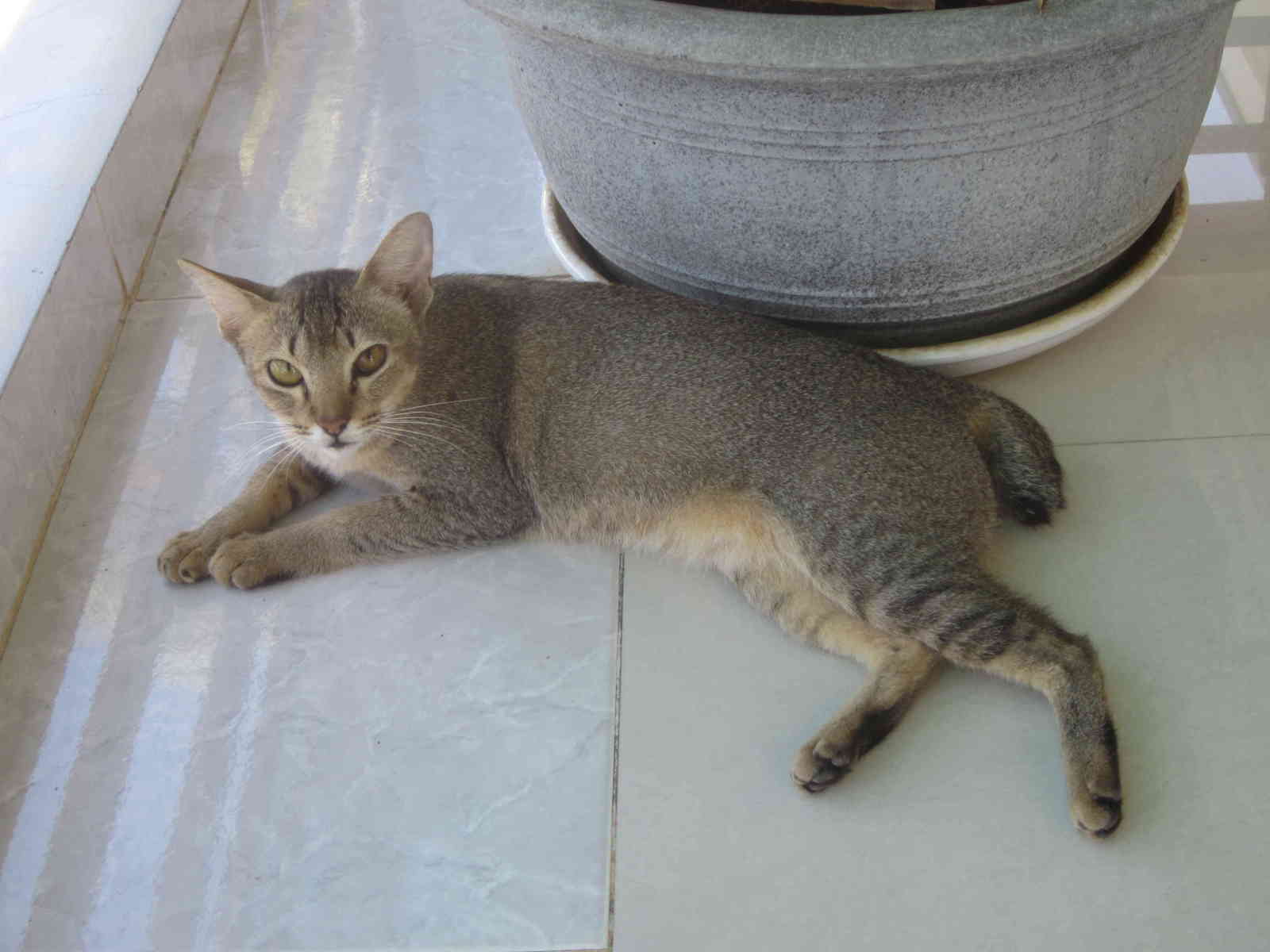 вьетнамская кошка
