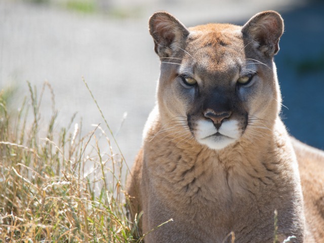 Cougar - Puma, Predator, cat