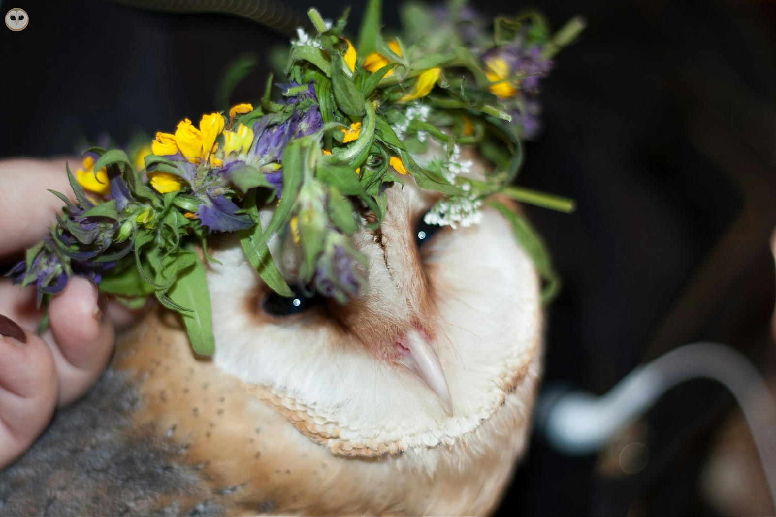 A little cute. - House owls, Owl, Barn owl, Milota, The photo, Pets, Pet, Predator birds