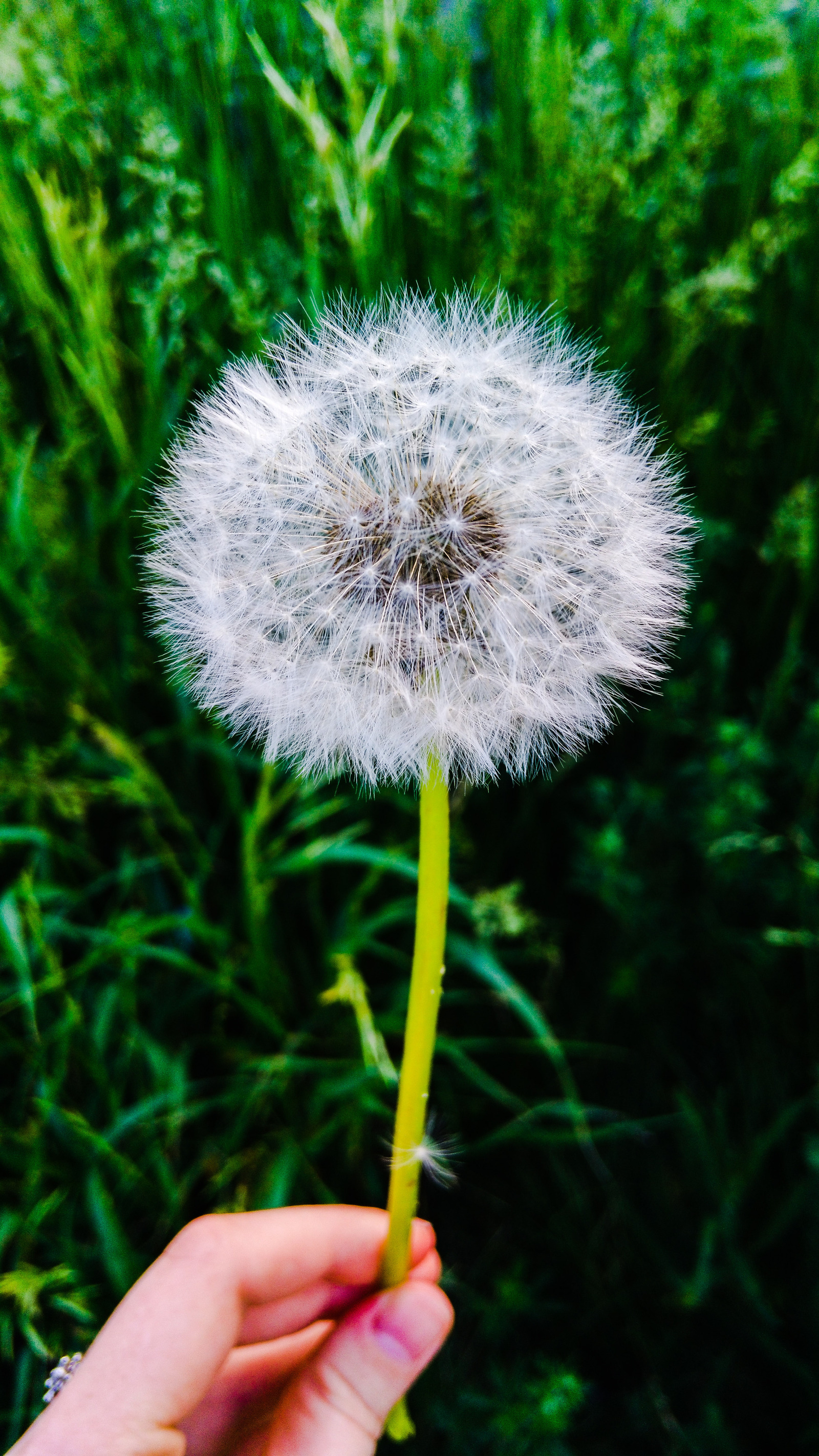 In my childhood, this game with dandelions was very popular :D Grandfather or grandmother?:D - My, Dandelion, Childhood, Summer