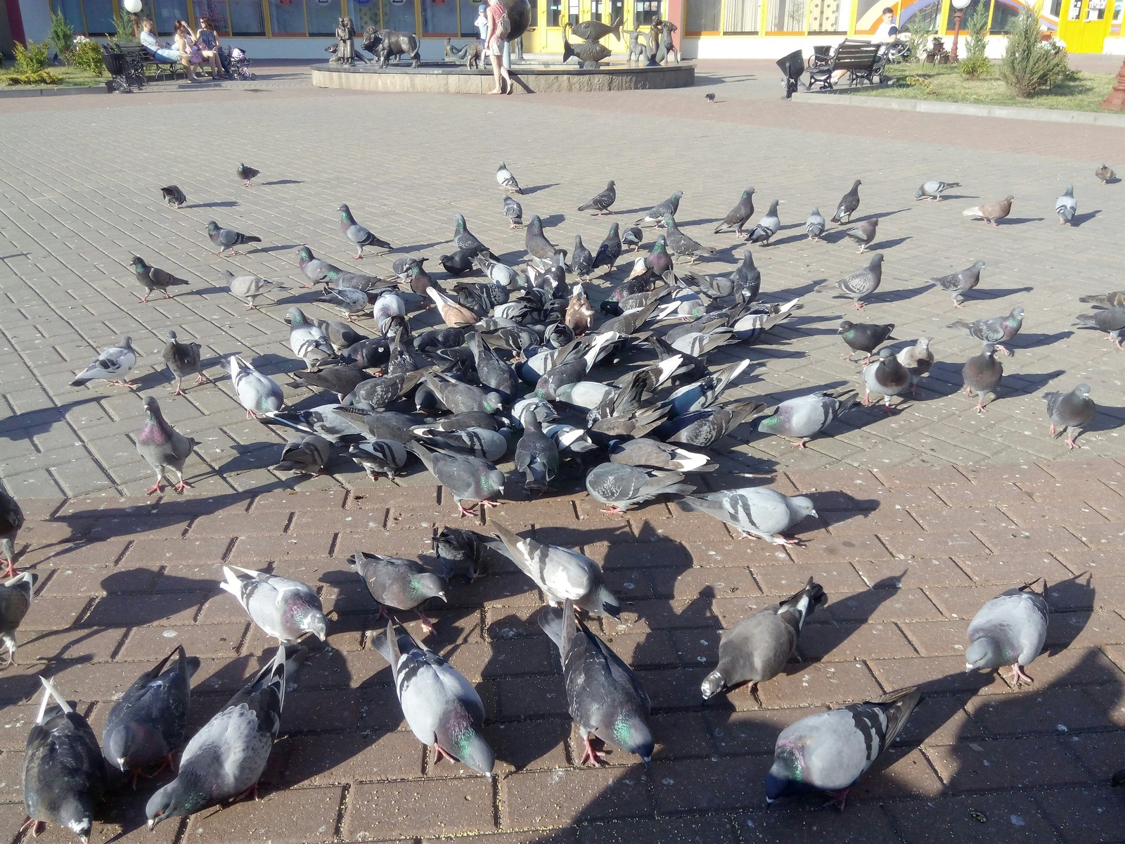 Two students found affordable food - My, Feeding, , Pigeon, Birds, Department store, Food, Longpost