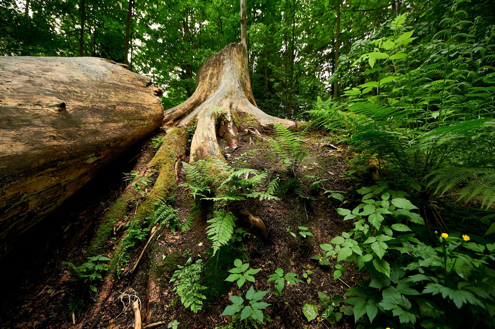 Reply to a comment about Shuvalovsky Park - Shuvalovsky Park, Nature, Longpost