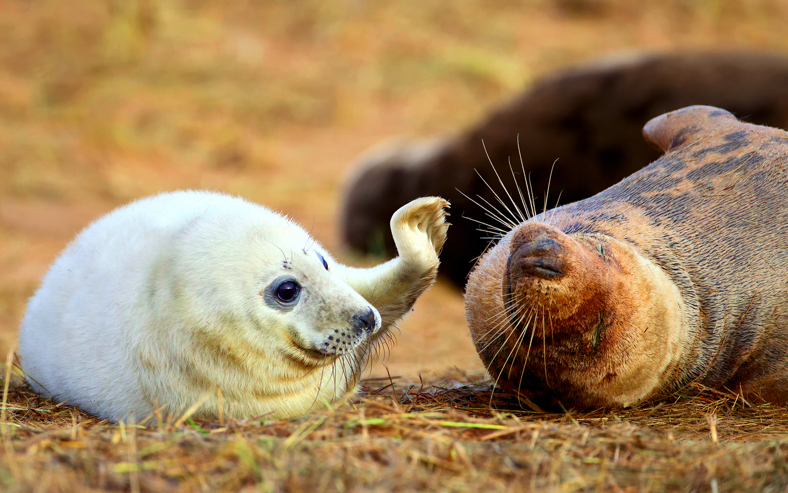 Get up, it's good to wallow! - Fur seal, Seal