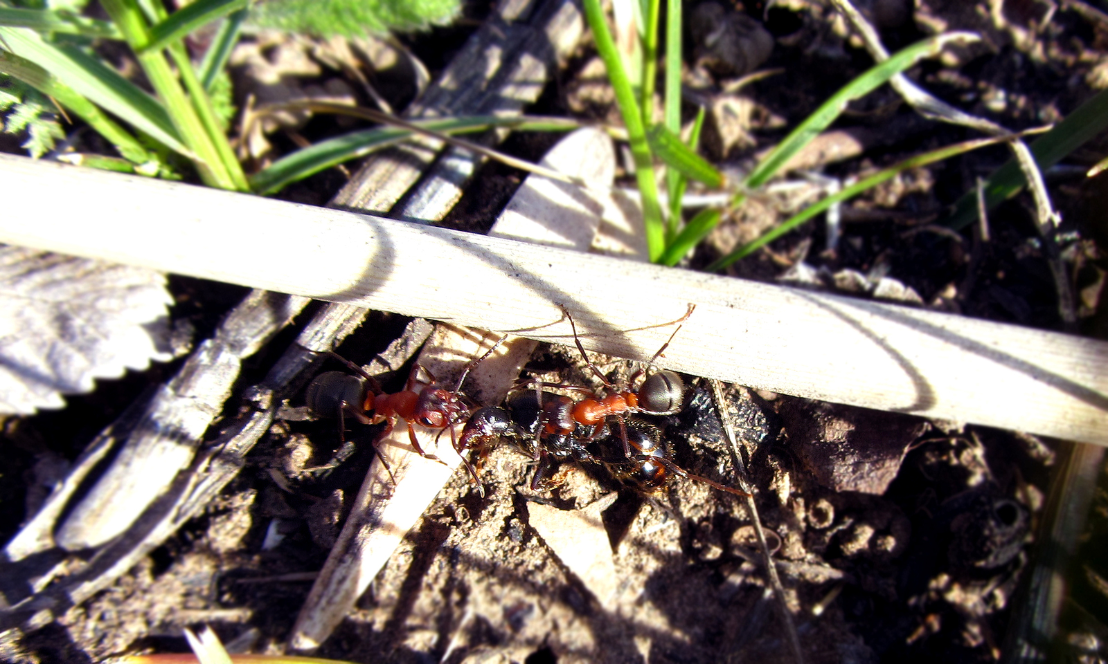 Nature)) - My, Nature, Spring, The photo, Moment, Ants, River