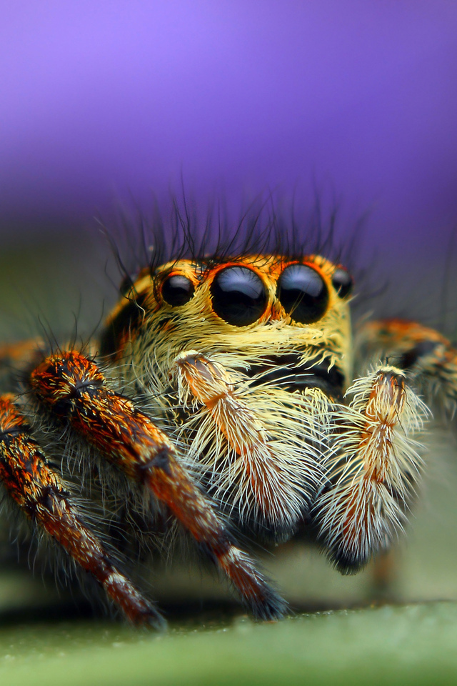 WHY ARE PEOPLE AFRAID OF SPIDERS? - My, Spider, Arachnophobia, 