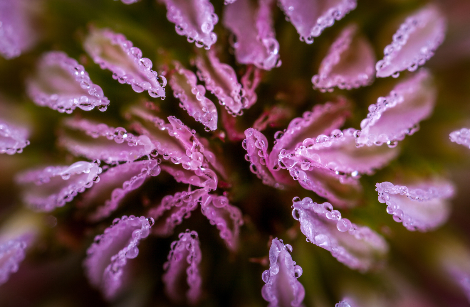 Clover flower in the morning dew - My, Macro, Clover, Dew, Canon 5DM2, Mp-e 65 mm, , Flowers, Macro photography