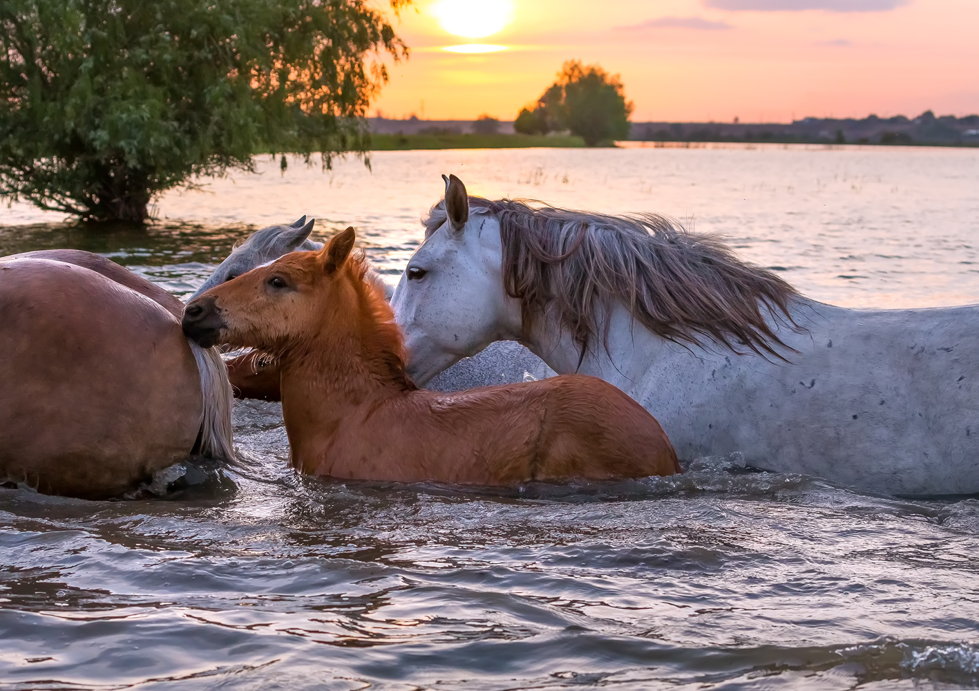 Crossing - Horses, Crossing, Not mine, Longpost