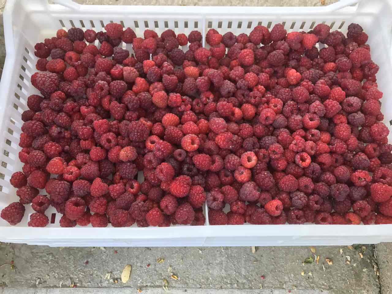 Малина кг