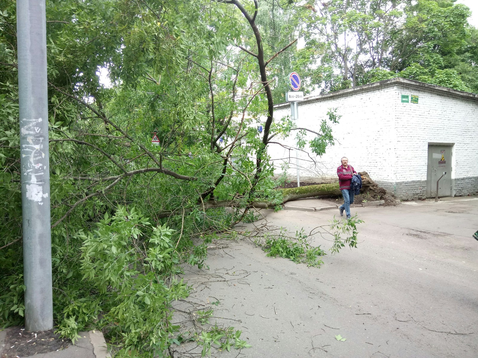 In the Left Bank district of Moscow, a tree fell on 2 girls and a man. There were no casualties. - My, Russia, Tree, Incident