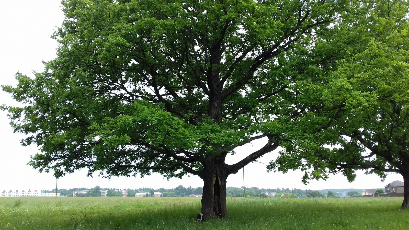 Как распространяется дуб в природе. Natural oak