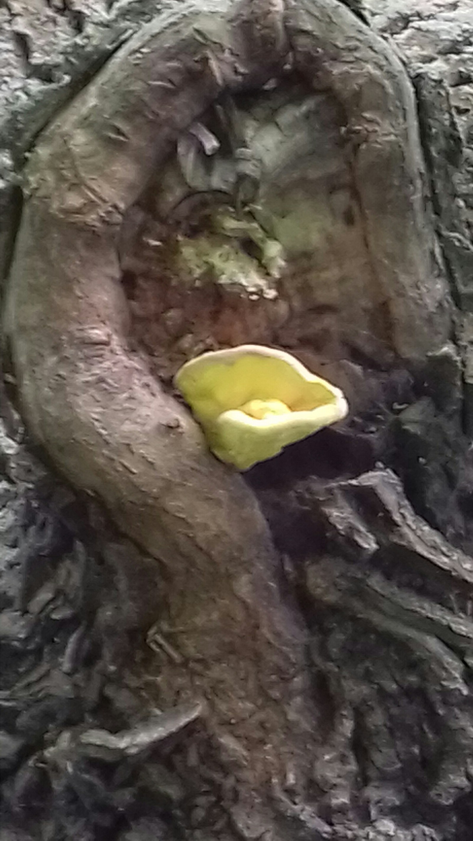 Power of nature. - My, Forest, Nature, Oak, Longpost