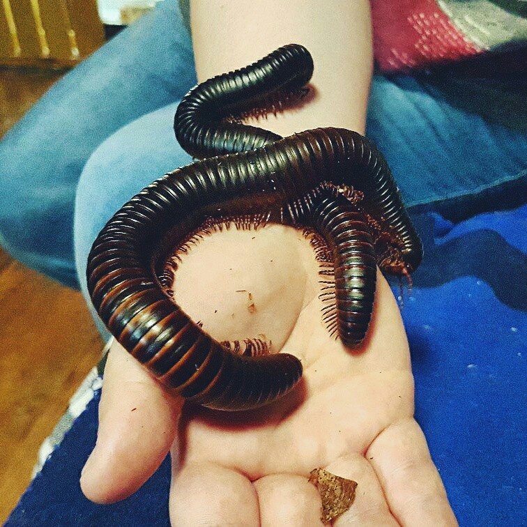 Hello, is this a laundry? - My, Kivsyak, Centipede, Reptiles, Laundry, Yoll