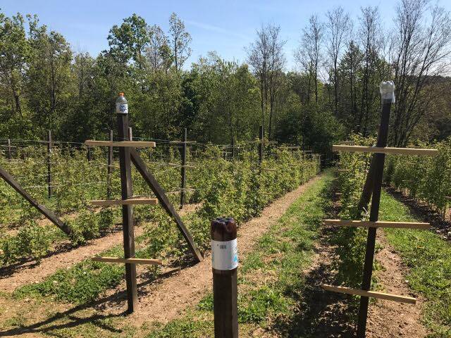 raspberry epic - My, Raspberries, Serbia, Longpost, Yummy, Growing