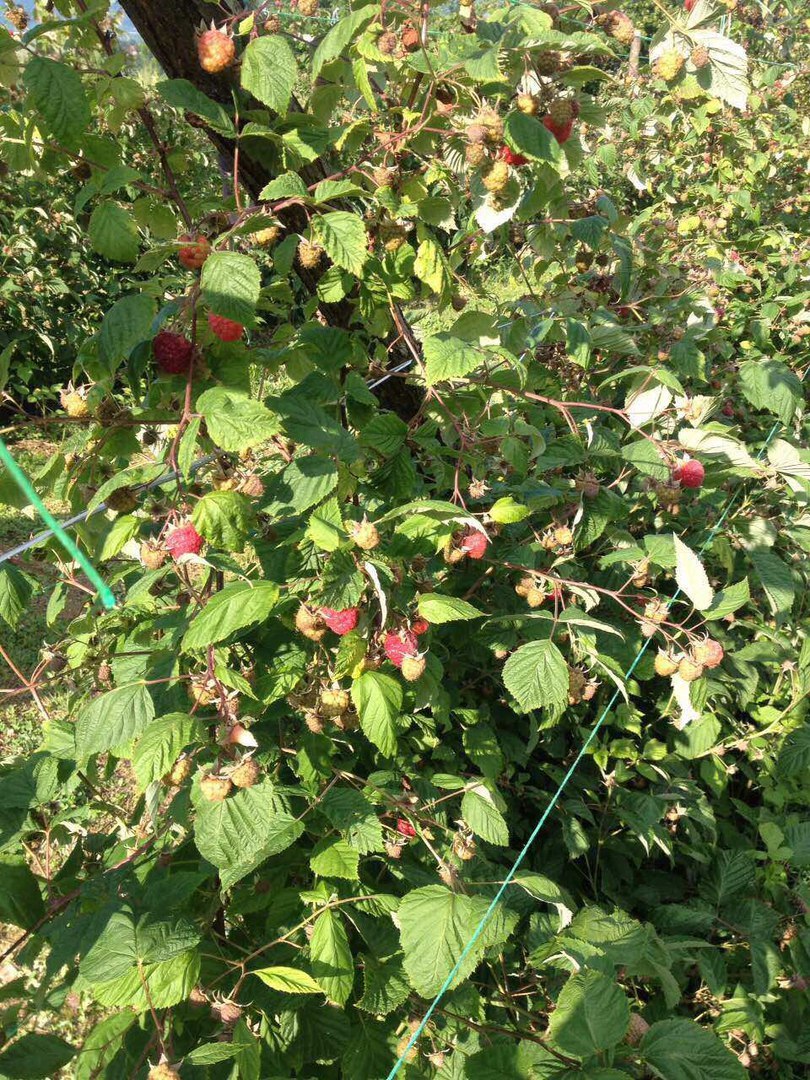 raspberry epic - My, Raspberries, Serbia, Longpost, Yummy, Growing