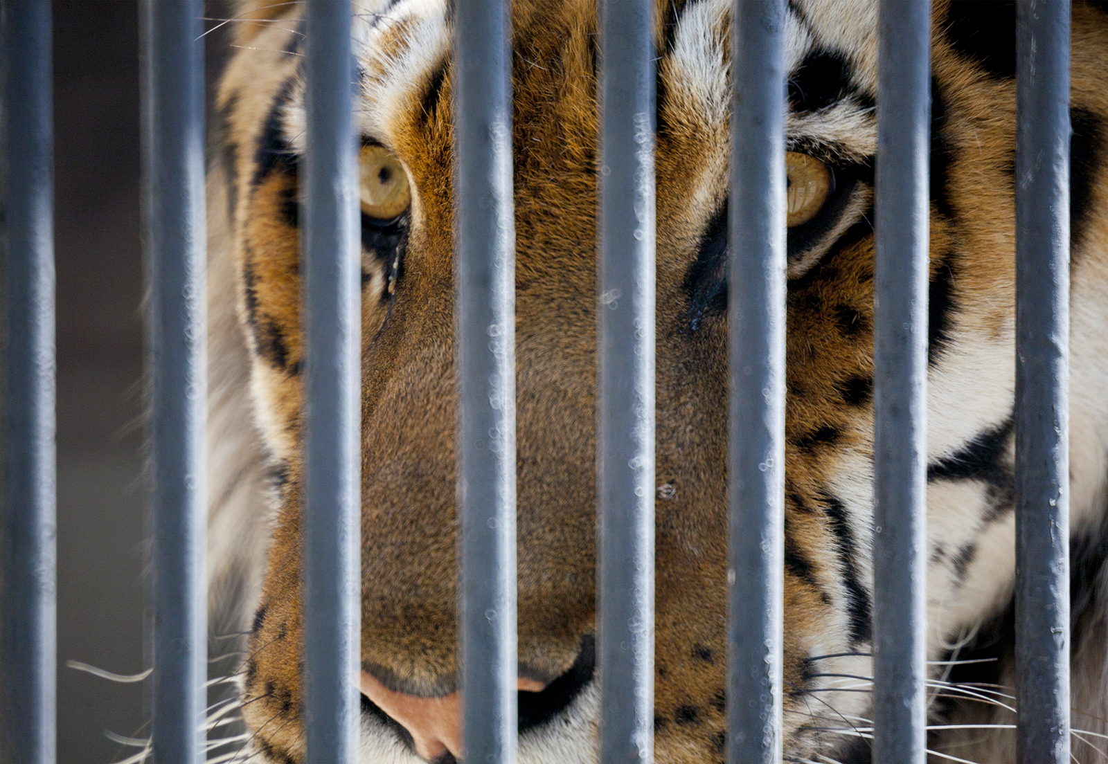 On the other side of the hedge - My, Canon 5D, The photo, Zoo, Longpost