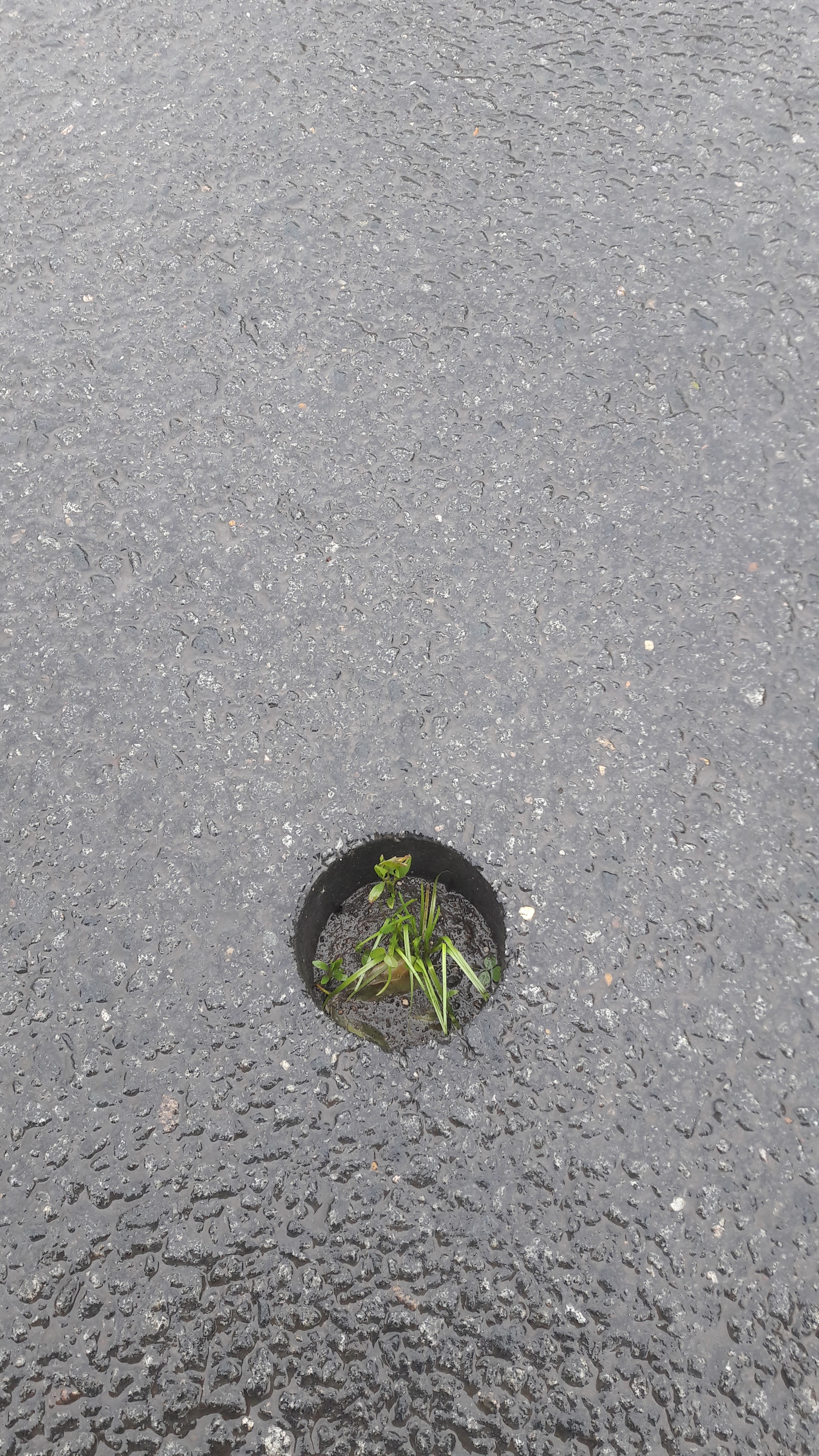 What is it here? - Asphalt, , Longpost