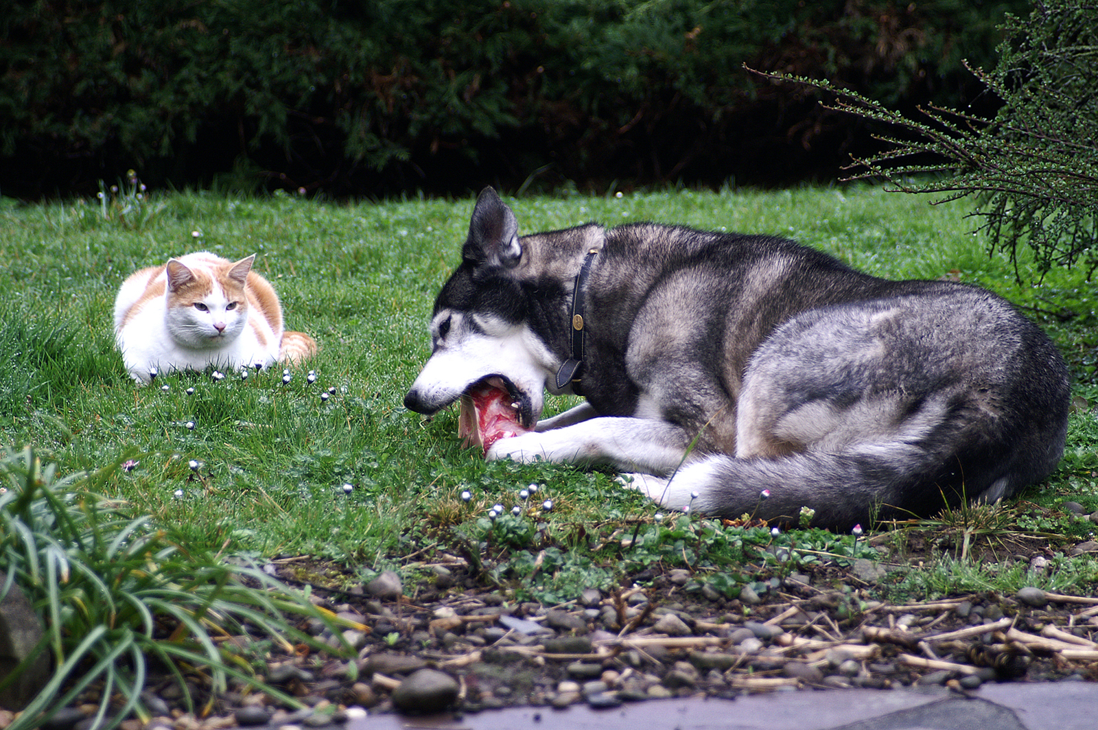 Proxemics. Safe distance or critical? - The photo, Animals, Distance, cat, Dog, Food, Impudence, Voltage