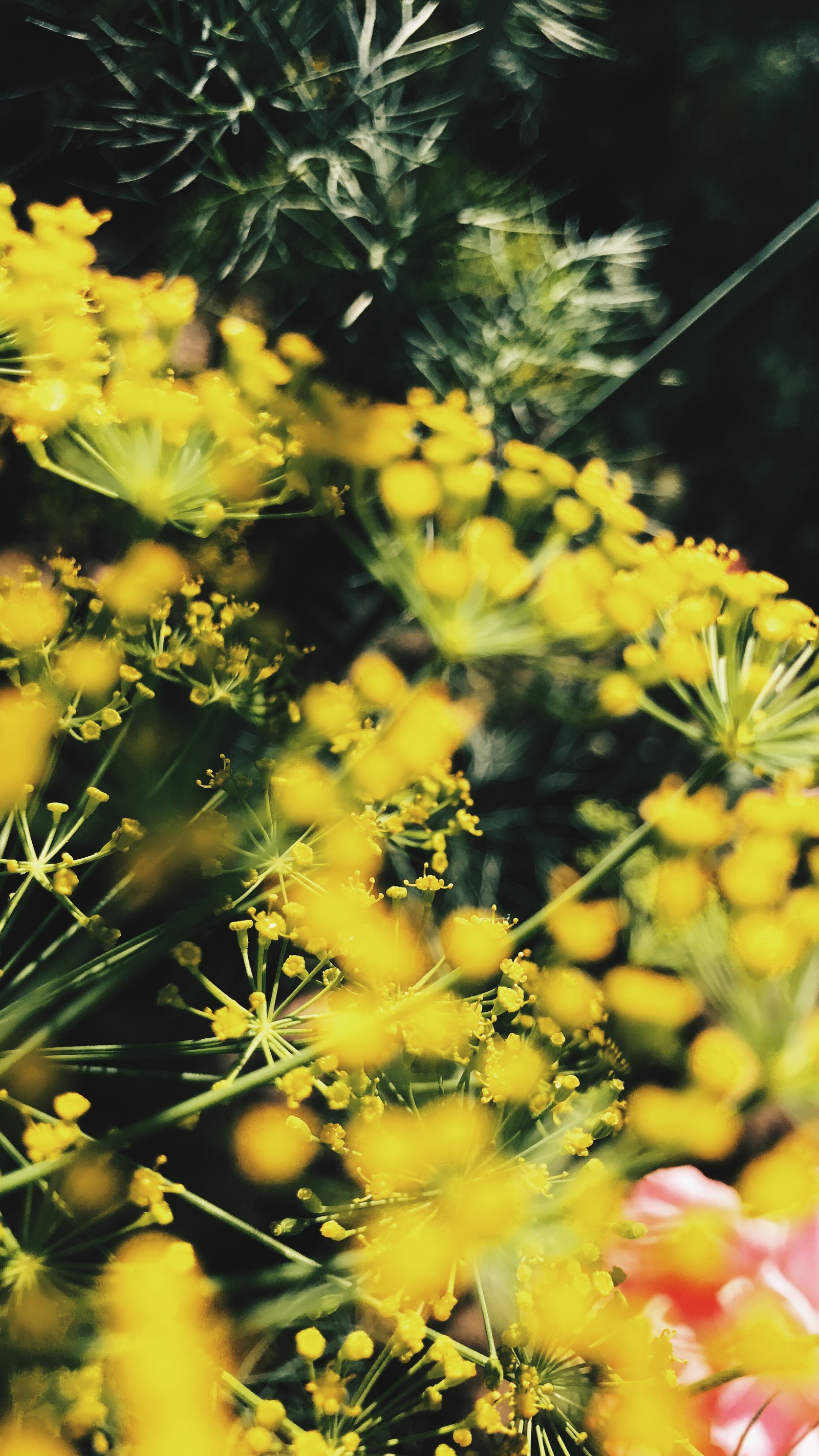 Summer in the countryside - My, Nature, The photo, Longpost