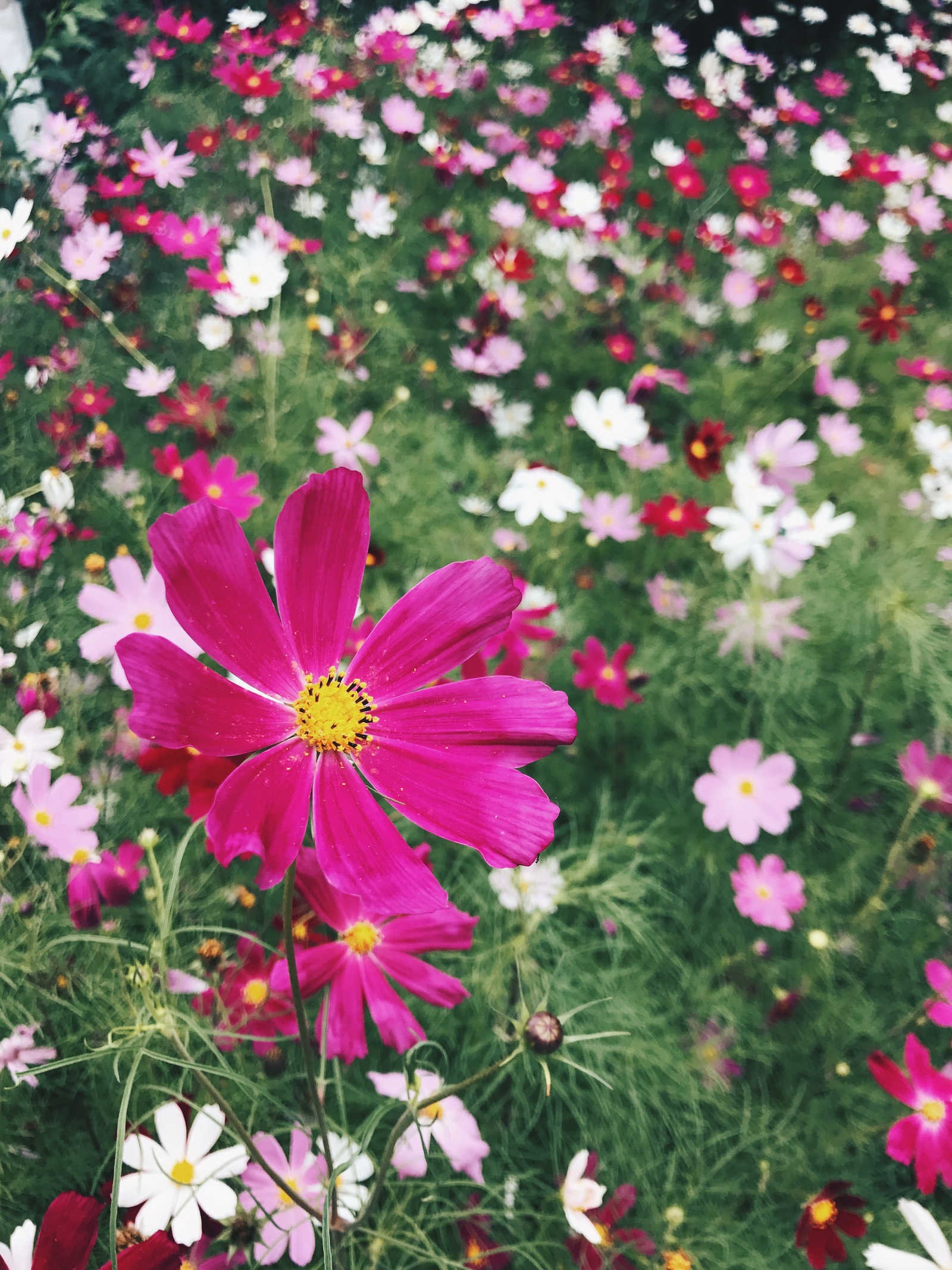 Summer in the countryside - My, Nature, The photo, Longpost