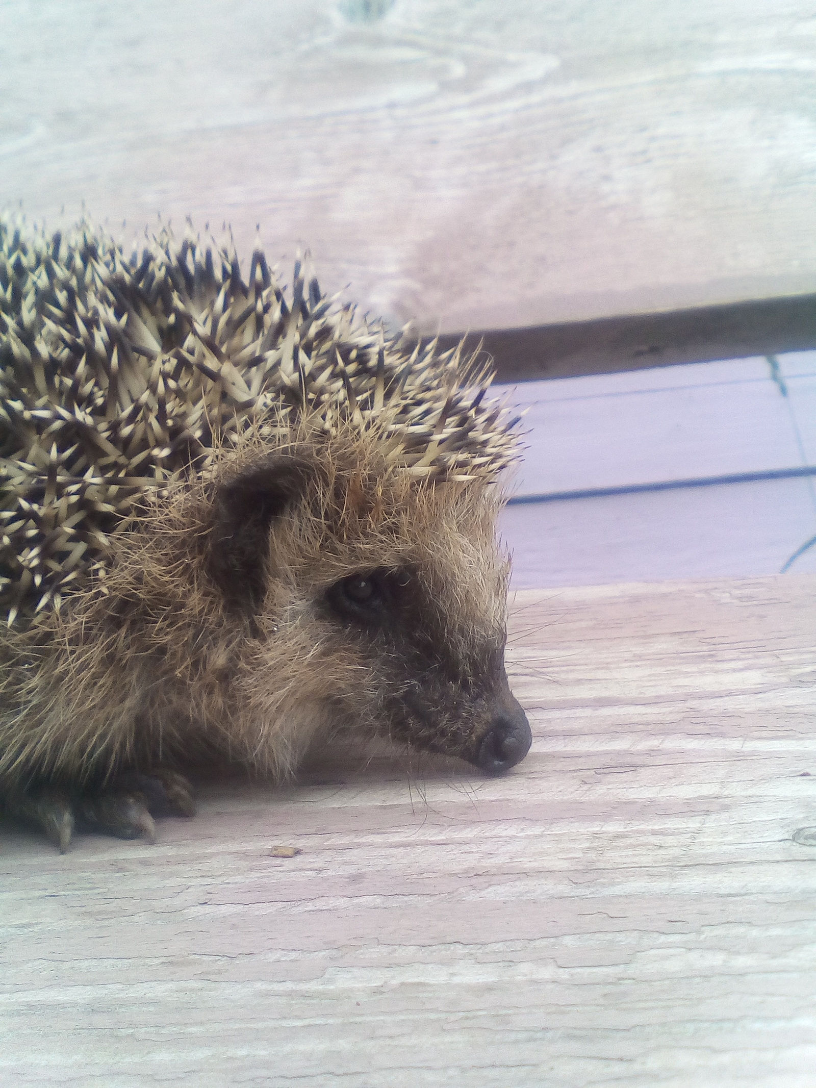 Hedgehog in the fog. - My, Hedgehog, Kindness, Nature, Village, Animals, Care, Longpost