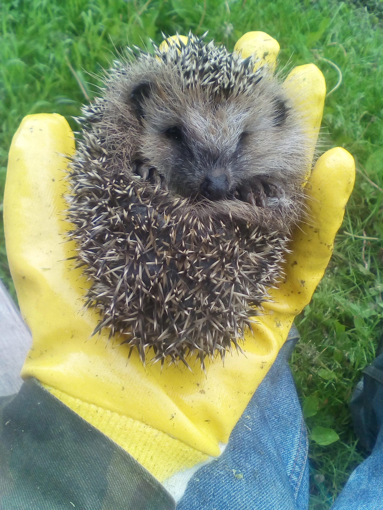 Hedgehog in the fog. - My, Hedgehog, Kindness, Nature, Village, Animals, Care, Longpost