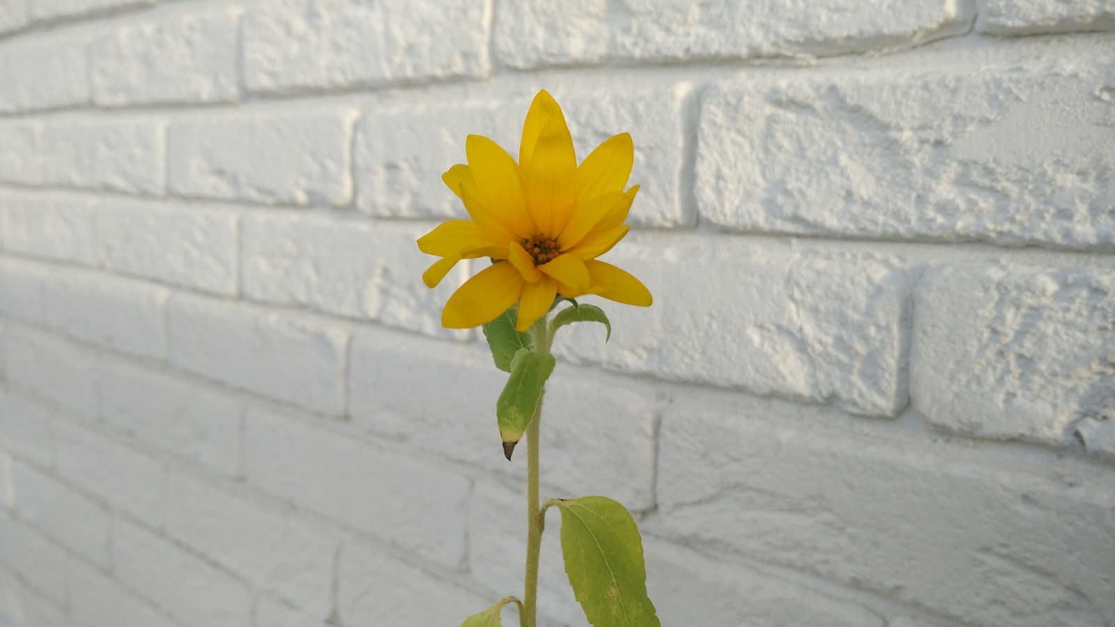 A little Sun for you. - My, Sunflower, Sunflower, Balcony, 