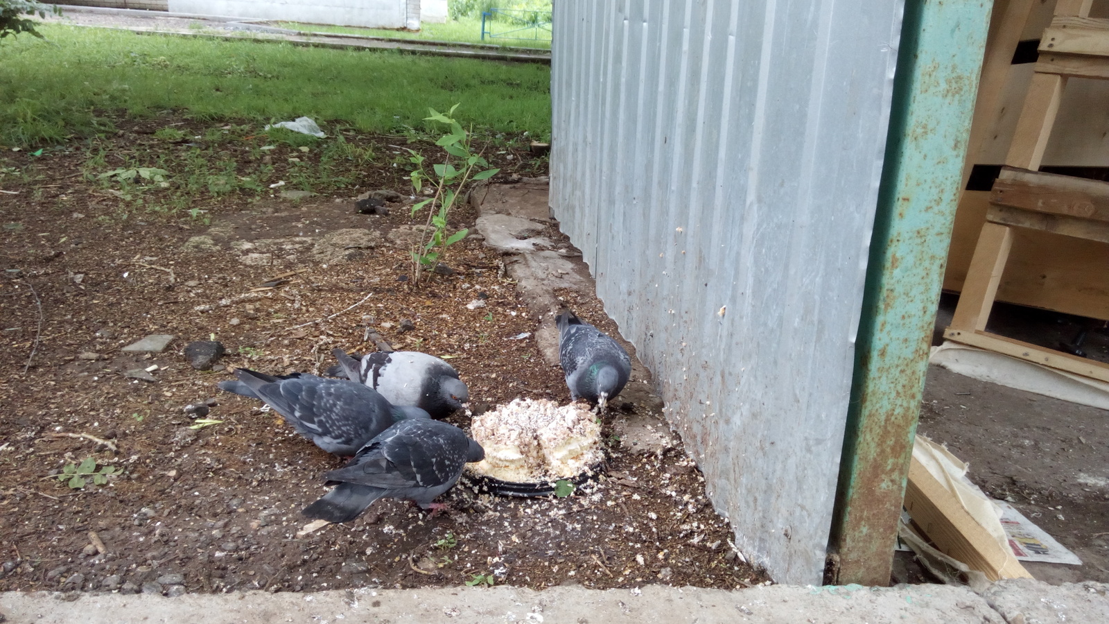 Gennady has a birthday - Gennady, Pigeon, Pigeon Gennady, Cake