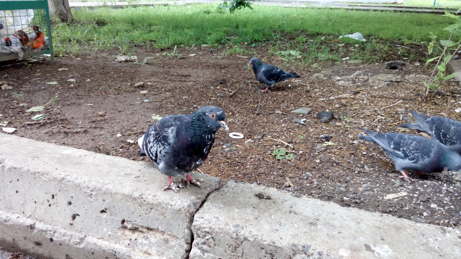 Gennady has a birthday - Gennady, Pigeon, Pigeon Gennady, Cake