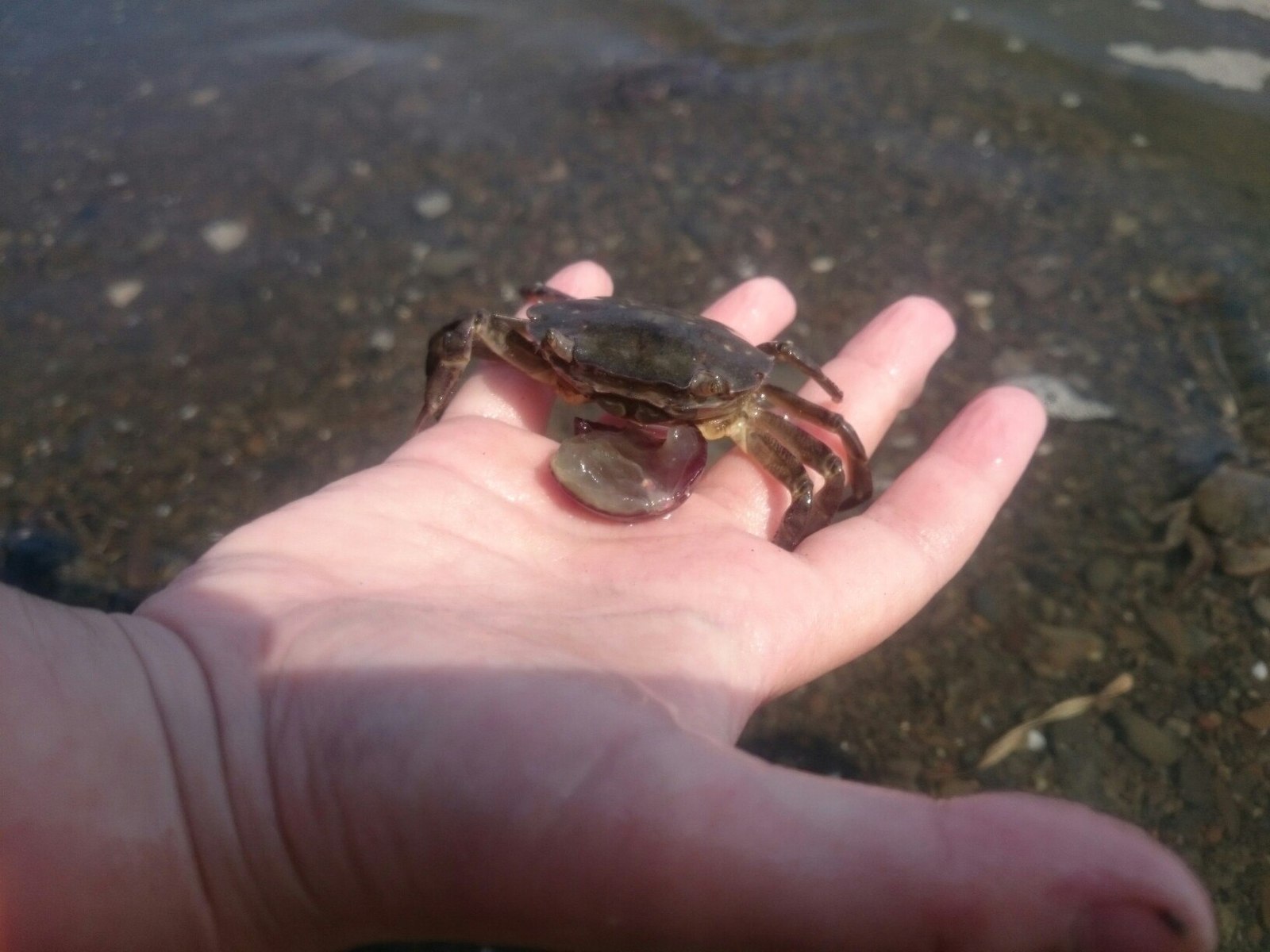 hand feeding sea crab - My, Crab, Sakhalin, Hand, Feeding, Grape