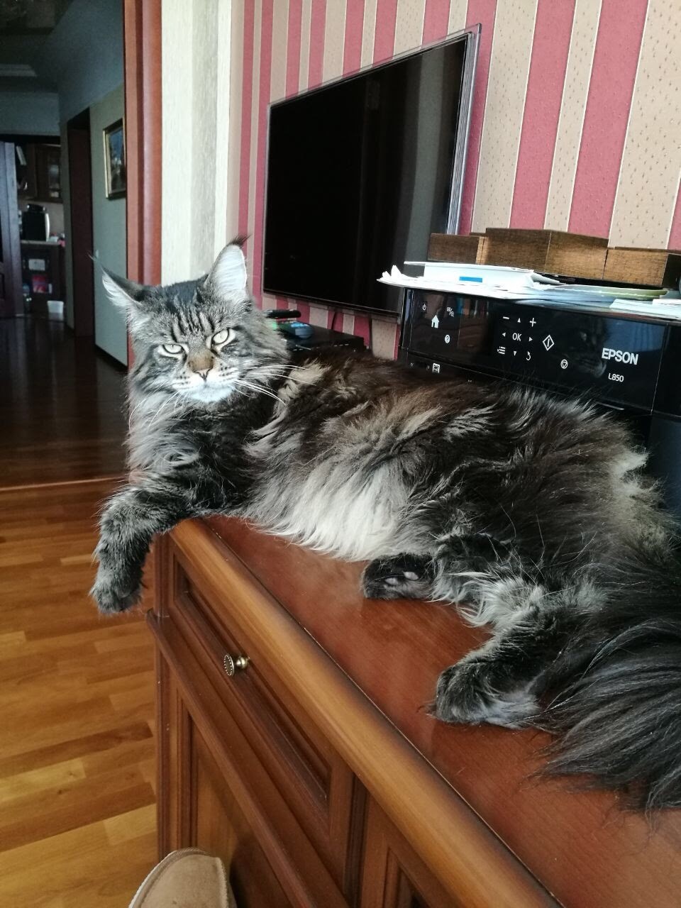 Cats look like owners - My, cat, Maine Coon, Sphinx, Exot, Longpost